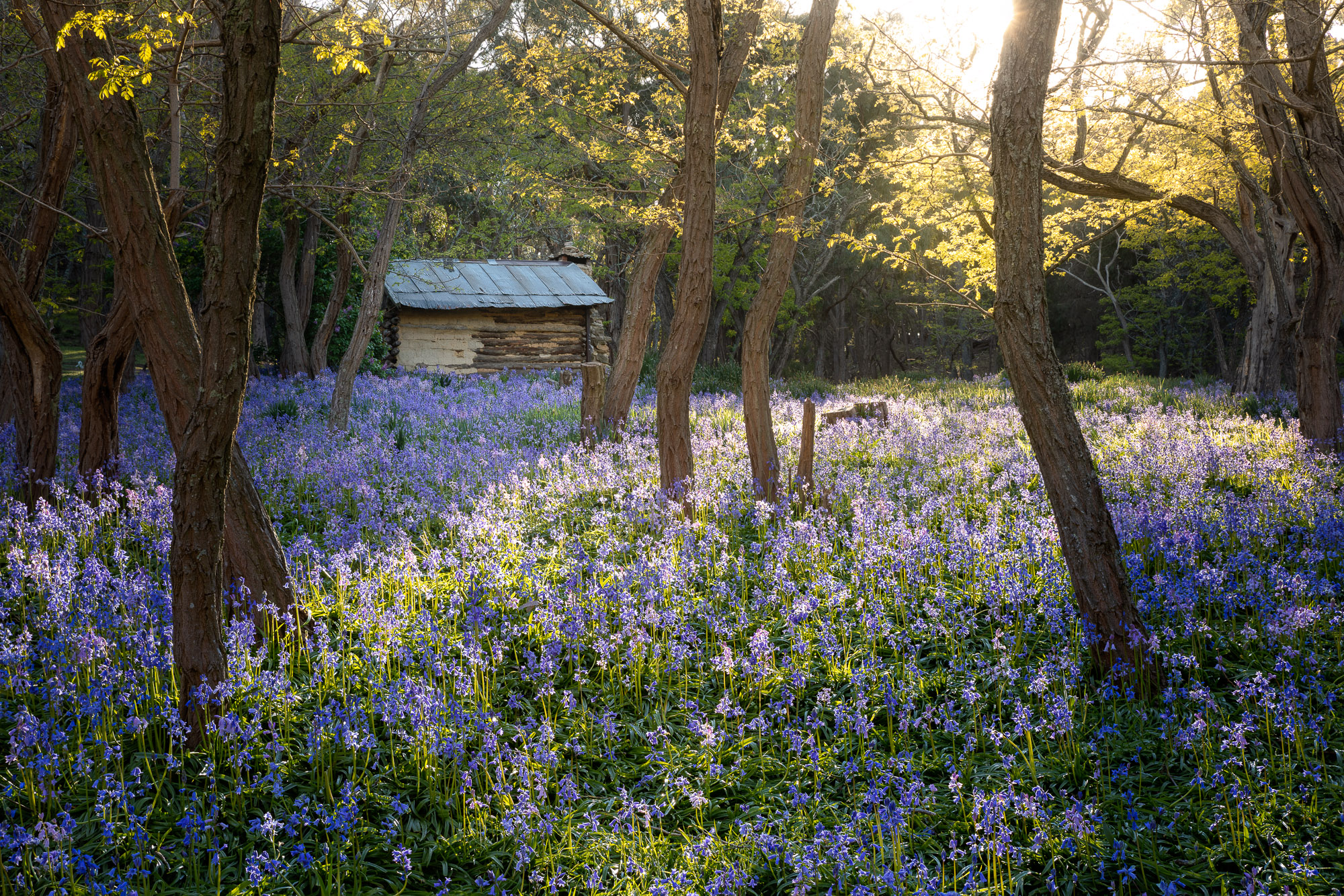 Photo of an old hut in the bush surrounded by flowering bluebells.